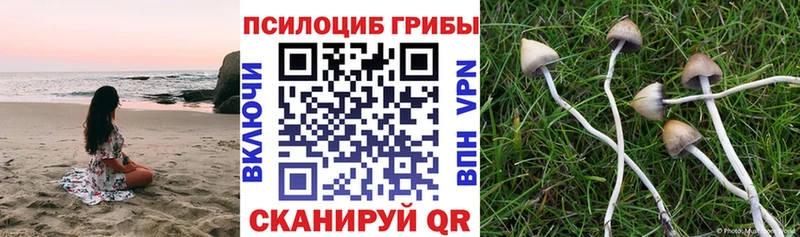 Купить закладки  Троицк  Псилоцибиновые грибы Magic Shrooms 